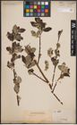 Foto von Salix caprea L.